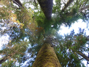 Spruce Trees looking up Haida Gwaii Islandwise